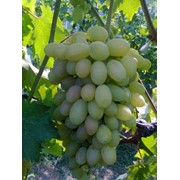Кишмишные сорта винограда фото
