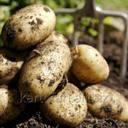 Овощи, картофель фотография
