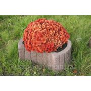 Цветочница круглая (660х450x250) фото