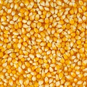 Кукуруза со съедобными зернами