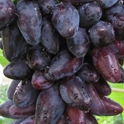 Саженцы винограда. фотография