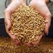 Экспорт зерна и зерновых культур фото