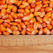 Семена кукурузы ПОЛТАВА фото