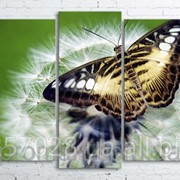 Модульна картина на полотні Метелик на кульбабі код КМ100200(176)-027 фотография