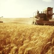 Выращивание зерновых, зерна Украина фото