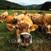 Оценка крупного рогатого скота фотография