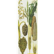 Зерно, зерновые культуры: пшеница, ячмень, гречиха,кукуруза, горох, рапс. Оптовые продажи на Украине. Самовывоз фотография