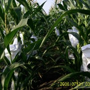 Гибрид кукурузы Голосеевский 260 СВ