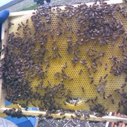 Пчелосемьи (пакеты). фото