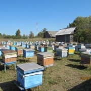 Пчелосемьи и пчелопакеты фотография