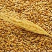 Ячмень зерно продовольственный фото
