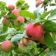 Саженцы яблони Амбасси (Украина-Млиево) фото