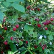Малина Rubus frut. Thornless Evergreen обхват ствола 40 фотография