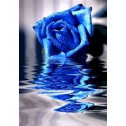 Синие розы Киев купить синие розы в Киеве доставка на дом заказать розы синего цвета фотография