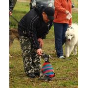 Дрессировка собак индивидуально с выездом. фото