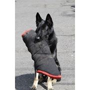 Дрессировка собак фото