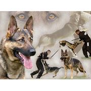 Эффективная дрессировка собак всех пород. фото