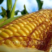 Кукуруза на экспорт фото