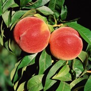 Саженцы персика“Ред хевен“ фотография