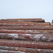 Сибирская лиственница пиловочник фото