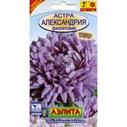 Семена цветов Астра Александрия фиолетовая фото