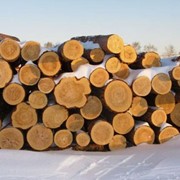 Балансовая древесина из Хвойных пород деревьев фото