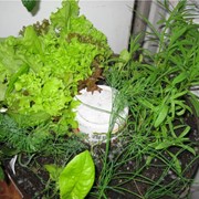 Семена зелени салатной многолетней и однолетней в ассортименте