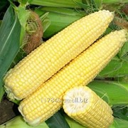 Семена кукурузы сахарной, Лендмарк F1, производитель: Clause, France, упаковка (1кг)
