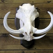 Трофеи фото