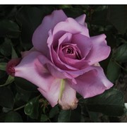 Саженцы однолетних роз Love Song фото