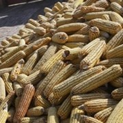 Продам кукурузу оптом, в большом количестве фото