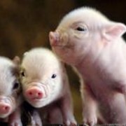 Стандартные рецепты приготовления полнорационного комбикорма для откорма свиней и кормления свиноматок фото