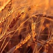 Семена озимой пшеницы Смуглянка фото