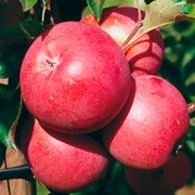 Саженцы яблони поздний сорт созревания Бени Шогун фото