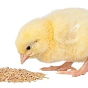 Комбикорм для суточных цыплят Предстарт 0-10дн.