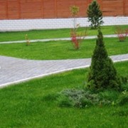 Озеленение в Казахстане фото