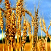 Пшеница 4 класс, Пшеница четвертого класса оптом на экспорт фото