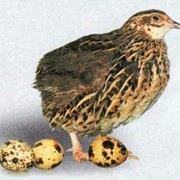Продам перепелиное яйцо домашнее натуральное ( не комбикорм) фотография