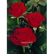 Срезанный цветок Роза Престиж фотография