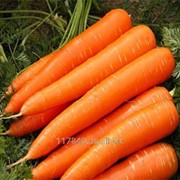 Семена моркови 500г Анина фотография