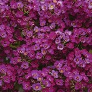 Семена цветов Алиссума Кристал 1000 шт. пурпурный