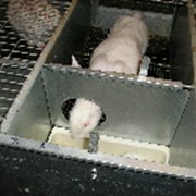 Клетки промышленные для кроликов