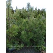 Сосна крымская (Pinus pallasiana) 150-160 см.