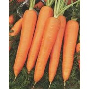 Морковь сорта Курода фотография