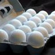 Куриные яйца в Украине, купить, Стоимость фотография