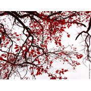Наклейка на ноутбук “Красные листья“ фото