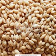 Продажа пшеничных круп