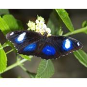 Тропическая бабочка Hypolimnas bolina фотография