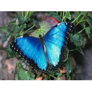 Тропическая VIP бабочка “Morpho“ фотография