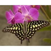 Тропическая бабочка Graphium doson или Graphium agamemnon фотография